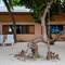Фото отеля Holiday Lodge Maldives 3* 8