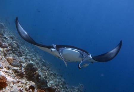 Фото отеля Boutique Beach All-inclusive Diving Hotel, Dhigurah 3*