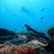 Фото отеля Manta Reserve 3* 3