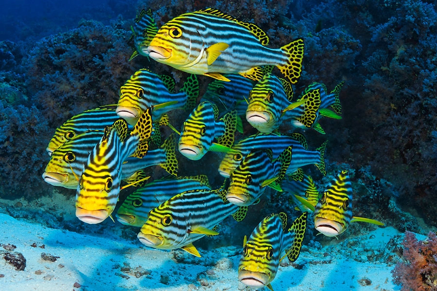 Рыбы на коралловом рифе